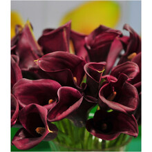 现货荷兰进口彩色马蹄莲种球大球彩马种球多年生盆栽球根马蹄莲花 事业 12+