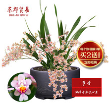 东郡贸易国兰 跳舞香水文心兰 梦香 冬带浓香味花苞 精品文心兰花苗室内好养鲜花卉盆栽办公室绿植物盆景 中盆开粉色花2-4苗，原培养基发货