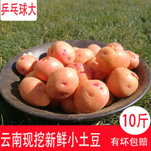 云南新鲜小土豆5kg  农家高山自种黄心迷你洋芋马铃薯蔬菜 乒乓球大小