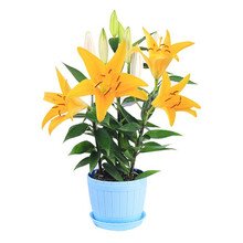 疏影暗香 百合花种球 带芽香水百合种球 百合花种子球根百合花卉百合植物百合盆栽 黄色百合+花瓣盆+土 含盆