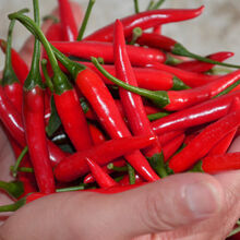 四川精品特辣小米椒鲜货现摘现发新鲜小米辣 3斤