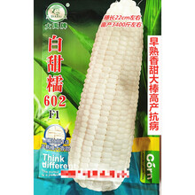 大禹白甜糯602玉米种子早熟香甜大棒高产抗病农家春秋播种精选种 大禹白甜糯602原装200克x2袋