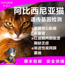希诺谷 布偶缅因加菲豹猫等猫咪品种基因检测套餐专为铲屎官猫主贴心推荐 阿比希尼亚猫