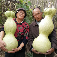 寿禾 葫芦种子大全特大文玩手捻菜葫芦水瓢葫芦瓜食用特大迷你巨型特小庭院把玩户外室内盆栽葫芦种籽 莲花头葫芦种子 10粒x3包
