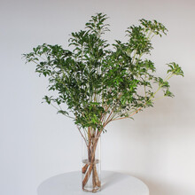 追逸日本马醉木室内绿植进口枝植物居家森林期长插花水养鲜切枝条JD快递 马醉木75-80CM 5支