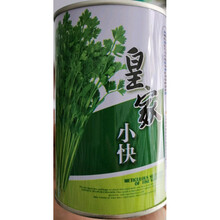 小快香芹种子欧兰德四季小香芹无纤维黄嫩速生菜农芹菜种子籽 100克罐装【小快】香芹