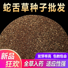 山谷里的居民 2020年新品白花蛇舌草种子药材百花蛇舌草种籽阳台盆栽四季播 蛇舌草种子1000粒