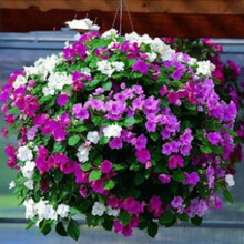 云杨园艺 花卉种子【24款花卉种子】 阳台花卉种子 庭院花卉种子 盆栽花卉种子 H七彩凤仙花20粒