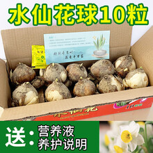 惜林园正宗漳州水仙花种球 水培植物水养花卉 冬季室内盆栽球根水仙种子年宵花 水仙种球大球10粒