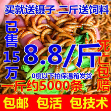 面包虫活体黄粉虫活体种虫龙鱼乌龟仓鼠蜥蜴石蛙鸟饲料引种养殖 一斤2.5cm加一斤麦麸【款】