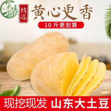 带箱10斤黄心大土豆新鲜山东滕州农家脆甜黄皮黄肉马铃薯荷兰洋芋 1g
