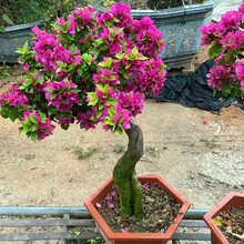 【顺丰发货】三角梅盆栽树苗重瓣爬藤老桩庭院攀援植物花苗多色阳台花卉绿植盆栽盆景 塔紫 3年苗不带花【枝干粗0.5-1cm】90天开花