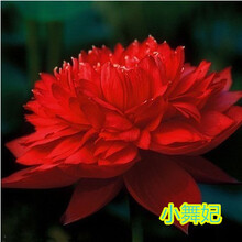 荷花苗盆栽水养莲藕种根苗藕种藕苗莲花碗莲种藕水生植物四季n 4号 不含盆