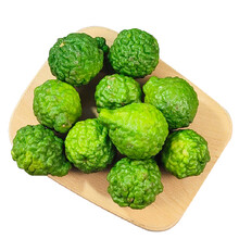 新鲜皱皮柠檬粗皮柠檬丑柠檬四季香水青柠檬西餐用 5个装