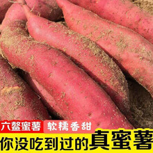 【东莞馆】福建六鳌蜜薯 地瓜红薯香甜糯可煮烤蒸吃 9斤小果