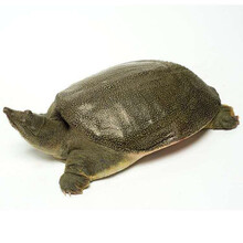 外塘大甲鱼活体生态王八中华鳖鲜活老鳖团鱼 大合计5斤大老鳖