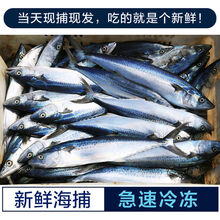 【顺丰速运】5斤大鲅鱼青岛新鲜冷冻马鲛鱼海鲜水产 净5斤中号8-9条【6-8两/条】