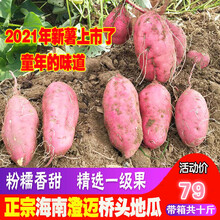 骄瑰 海南澄迈沙地桥头富硒地瓜带箱10斤新鲜农家桥沙板栗薯红薯番薯 9斤 中果