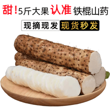 铁棍山药 野生糯米淮山药粉糯小白嘴加粗铁山药新鲜蔬菜河北 【】5斤装沙土铁棍