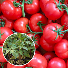 寿禾小番茄苗粉贝贝蔬菜苗小西红柿苗子糖度高口感好秧苗 粉贝贝苗6棵