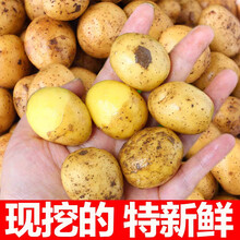 湖北恩施小土豆 恩施富硒小土豆 生鲜老品种洋芋农家自种5斤迷你 5斤 拳头小土豆  精选