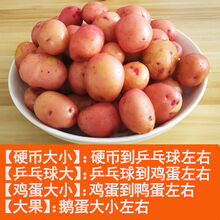 云南小土豆新鲜5/10斤农家自种黄心土豆批发蔬菜马铃薯洋芋现挖 10斤土豆 硬币大小