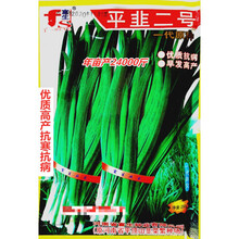 平韭二号韭菜种子高产抗耐热耐寒农家大田大棚春秋播种精选种 平韭二号原装250克x20袋