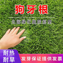 进口草坪种子四季青草籽护坡草种子狗牙根高羊茅免修剪耐寒耐热耐践踏公园小区绿化庭院别墅草籽简雪 狗牙根草籽1斤