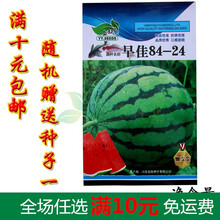 多种西瓜种子 西瓜籽大田菜园高产易种西瓜种子 水果瓜果种子 盛欣早佳8424西瓜5g/袋