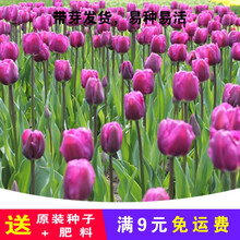 郁金香种球盆栽水培5球装大球根花卉植物耐寒秋冬季荷兰进口水养 小黑人'5球装 12+