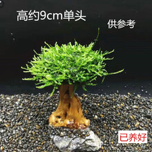 水草活体莫丝 水草莫斯树沉木懒人水草绑好莫斯 迎客松莫斯树 高9cm单头