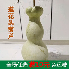 特大巨型葫芦种籽手捻种子超大大文玩秧特小苗孑草里金小葫芦籽种 莲花头葫芦种子 10粒简装