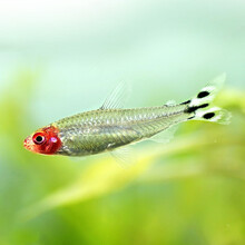 青青自然 淡水鱼观赏鱼红鼻剪刀小型鱼灯科鱼热带鱼草缸群游宠物鱼灯鱼活体 红鼻剪刀10条