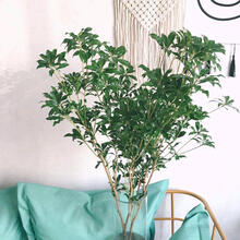 麦桑荷日本进口马醉木 吊钟进口鲜高档鲜切水养枝高山野生优质产地 马醉木精品2支80-90cm