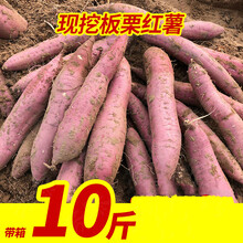 陕西板栗薯9斤红皮红薯粉糯黄白心番薯蜜薯地瓜小香薯5斤 5斤 大果