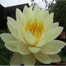 纳格兰 办公室内盆景大睡莲根块水培植物水生花卉大根块睡莲花藕莲 佛罗里达落日 不含盆