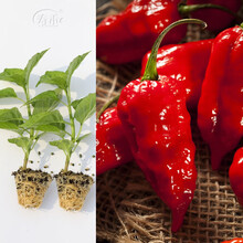 寿禾辣椒苗子大全长尖椒小米椒蔬菜苗寿光秧苗带土盆栽阳台菜苗子 红魔鬼椒苗6棵