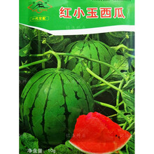 早春红小玉西瓜种子水果四季超甜早熟小西瓜种籽春秋季南方蔬菜孑 红小玉西瓜种子原装10克约200粒