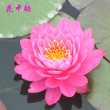 花中酷碗莲大睡莲花鱼缸庭院池塘湿地景观带芽睡莲种根荷花碗莲水生水养种子植物莲花睡莲根块根茎 粉牡丹1 不含盆