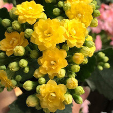 长寿花 植物   长寿花盆栽带花苞重瓣大花苗绿巴黎花卉观花植物室内阳台 柏丽(带花苞) 含螺纹盆