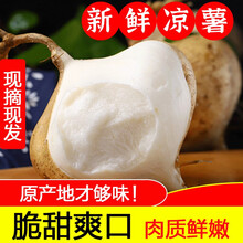 广西凉薯新鲜现挖白地瓜农家特产清甜水果沙葛 9斤 优质好果