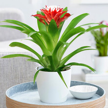 红豆(hodo)鸿运当头凤梨花白雪公主白色吸水盆 小红星办公室内观赏