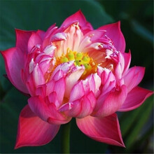 柯必达 四季水养睡莲水生碗莲荷花卉盆栽观花水培植物种子根块种藕室内花 万唯莎20粒+盆+营养液+泥