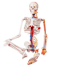 人体骨骼结构模型 价格 图片 品牌 怎么样 京东商城