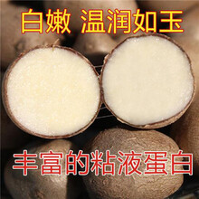 新鲜铁棍山药豆陈集农家铁棍山药蛋山药豆新鲜蔬菜 3斤 山药豆中果