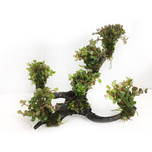 美人雾 沉木水草 活水草鱼缸造景套餐用品水族箱装饰鱼缸 小圆叶6头沉木