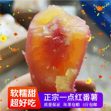 梓乐果 红薯新鲜现挖从化一点红番薯南沙紫心冰淇淋花心冰激凌5 南沙一点红难看果【中小2-5两】 10斤