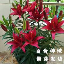 朵芮蜜香水百合种球四季开花盆栽室内阳台花卉种子花苗 1号颜色【带芽发货】 百合种球6个