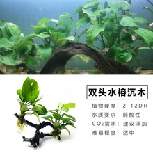 于家林子水草活体新手懒人沉木水榕淡水鱼缸生态造景套餐用品水族箱装饰阴性真植物后景草 双头水榕沉木