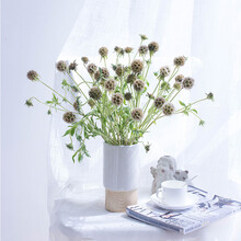 追逸 本地风车果 商务 插花 办公室 装饰礼品 生日鲜花 JD快递 水养鲜切花 本地风车果1扎3-5支